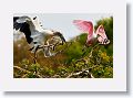 04a-013 * Wood Stork and Roseate Spoonbill * Wood Stork and Roseate Spoonbill