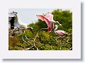 04a-014 * Wood Stork and Roseate Spoonbill * Wood Stork and Roseate Spoonbill