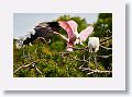 04a-015 * Wood Storks and Roseate Spoonbill * Wood Storks and Roseate Spoonbill