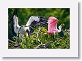 04a-016 * Wood Stork and Roseate Spoonbill * Wood Stork and Roseate Spoonbill