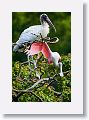 04a-017 * Wood Stork and Roseate Spoonbill * Wood Stork and Roseate Spoonbill