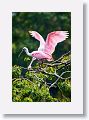 04a-020 * Roseate Spoonbills * Roseate Spoonbills
