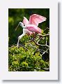 04a-021 * Roseate Spoonbills * Roseate Spoonbills