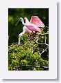 04a-022 * Roseate Spoonbills * Roseate Spoonbills