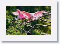 04a-023 * Roseate Spoonbills * Roseate Spoonbills