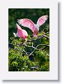 04a-024 * Roseate Spoonbills * Roseate Spoonbills