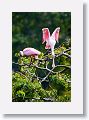 04a-025 * Roseate Spoonbills * Roseate Spoonbills