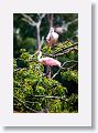 04a-026 * Roseate Spoonbills * Roseate Spoonbills
