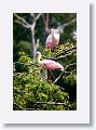 04a-028 * Roseate Spoonbills * Roseate Spoonbills
