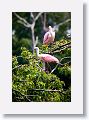 04a-029 * Roseate Spoonbills * Roseate Spoonbills