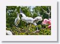 04a-033 * Wood Storks and Roseate Spoonbills * Wood Storks and Roseate Spoonbills