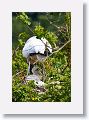04a-036 * Wood Stork on nest with chicks * Wood Stork on nest with chicks