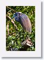 04a-044 * Tricolored Heron * Tricolored Heron