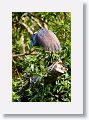 04a-045 * Tricolored Heron * Tricolored Heron