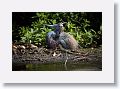 04a-047 * Tricolored Heron * Tricolored Heron