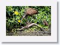 04a-094 * Limpkin with chicks * Limpkin with chicks