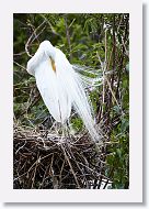 04a-001 * Great Egret * Great Egret