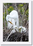 04a-002 * Great Egret with chicks * Great Egret with chicks