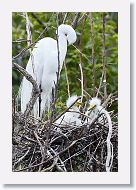 04a-003 * Great Egret with chicks * Great Egret with chicks