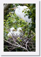 04a-004 * Great Egret with chicks * Great Egret with chicks