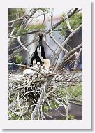 04a-009 * Anhinga with chicks * Anhinga with chicks
