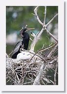 04a-010 * Anhinga with chicks * Anhinga with chicks