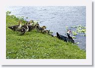 04a-011 * Merganser Duck with chicks * Merganser Duck with chicks