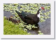 04a-012 * Merganser Duck with chicks * Merganser Duck with chicks