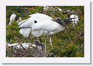 04a-013 * Wood Storks * Wood Storks