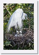 04b-003 * Great Egrets * Great Egrets