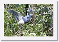 04b-022 * Tricolored Heron * Tricolored Heron