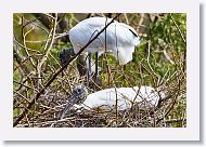 03a-001 * Wood Storks * Wood Storks