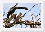 03a-002 * Anhinga * Anhinga
