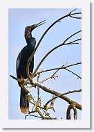 03a-003 * Anhinga * Anhinga
