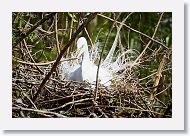 03a-004 * Great Egret * Great Egret