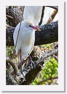 03a-005 * Cattle Egret * Cattle Egret