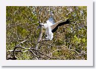 03a-009 * Wood Stork * Wood Stork