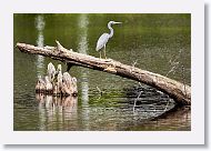 03a-010 * Tricolored Heron * Tricolored Heron