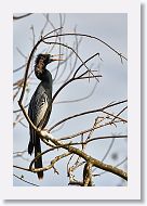 03a-011 * Anhinga * Anhinga