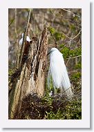 03a-018 * Great Egret * Great Egret