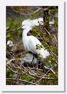 03a-021 * Snowy Egret * Snowy Egret