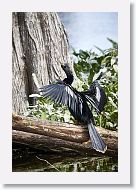 03a-022 * Anhinga * Anhinga