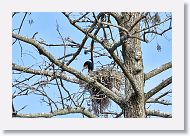 03a-023 * Cormorant * Cormorant