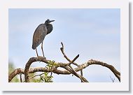 03a-048 * Tricolored Heron * Tricolored Heron