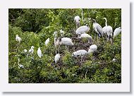 05a-001 * Woodstorks and Egrets are still busy raising their young at the rookery * Woodstorks and Egrets are still busy raising their young at the rookery