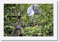 05a-002 * Tricolored Heron with chick * Tricolored Heron with chick