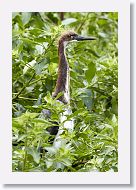 05a-004 * Tricolored Heron chick * Tricolored Heron chick