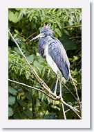 05a-005 * Tricolored Heron adult * Tricolored Heron adult