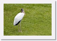 05a-012 * Woodstork chick * Woodstork chick