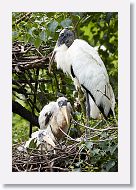 05a-013 * Woodstorks * Woodstorks